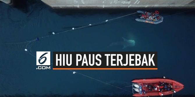 VIDEO: Detik-Detik Evakuasi Hiu Paus dari Kanal PLTU Paiton
