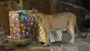 Cougar (Puma concolor) melihat hadiah dengan makanan yang dibawa oleh pengunjung sebagai bagian dari tradisi Natal di Kebun Binatang La Aurora, Kota Guetemala, Selasa (20/12/2022). Kegiatan ini juga bertujuan untuk ntuk menyemarakkan hari para satwa dan masyarakat yang berkunjung ke tempat tersebut. (Orlando ESTRADA / AFP)