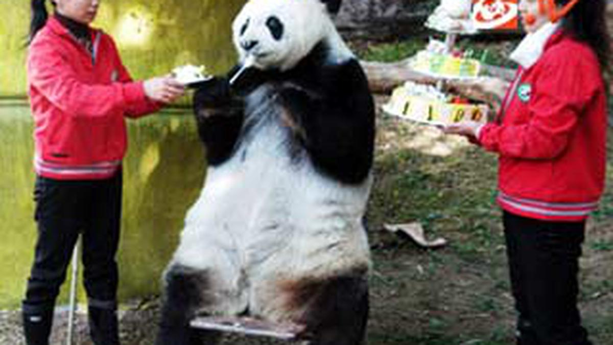 Basi, Panda Tertua di Dunia