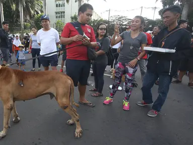 Seekor anjing jenis Great Dane terlihat disela kegiatan Car Free Day di Jakarta, Minggu (18/12). Anjing tersebut menarik perhatian warga di kawasan tersebut karena ukurannya yang lebih besar dibanding anjing pada umumnya. (Liputan6.com/Immanuel Antonius)