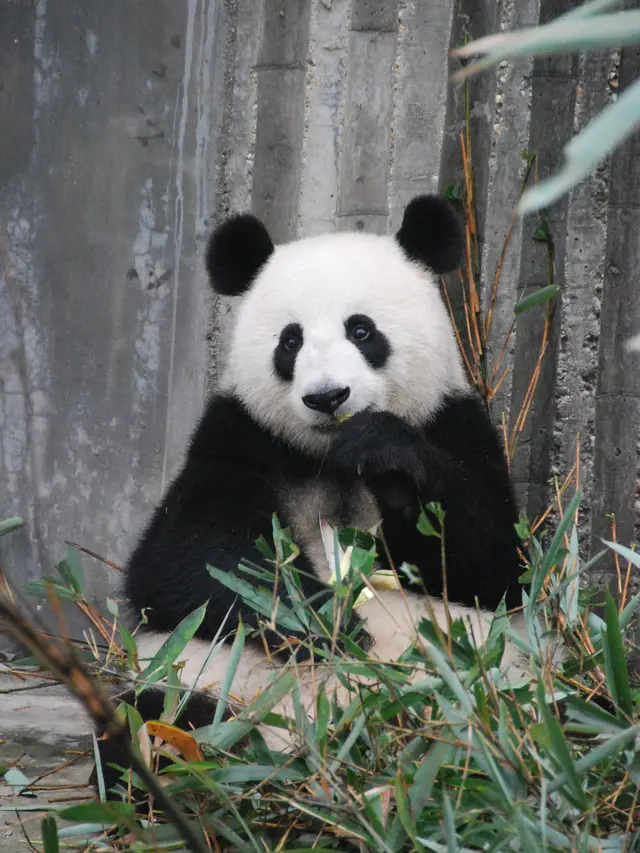 ilustrasi Perbedaan Sel Hewan dan Sel Tumbuhan yang Harus Dipelajari/Laura Woodbury/pexels