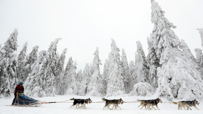Pengemudi kereta luncur anjing menembus salju saat mengikuti lomba Sedivackuv Long di Destne v Orlicky Horach, Republik Ceko, Jumat (25/1). Lomba ini berlangsung selama lima hari. (AP Photo/Petr David Josek)