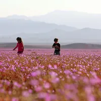 Karena hujan, gurun Atacama bertransformasi jadi padang bunga.