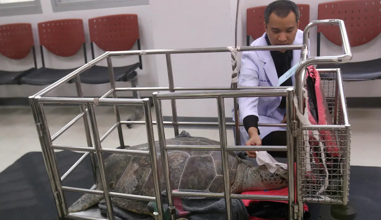 Penyu hijau betina usai menjalani operasi untuk mengeluarkan koin dari perutnya di Fakultas Kedokteran Hewan, Universitas Chulalongkorn, Thailand, Senin (6/3). Sejumlah dokter mengeluarkan 915 koin dari perut penyu 25 tahun ini. (AP Photo/Sakchai Lalit)