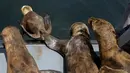 Sejumlah singa laut dilepas kembali bersama habitatnya di Callao, Peru (14/10). Singa laut tersebut telah menjalani perawatan selama enam bulan karena kondisi sakit. REUTERS