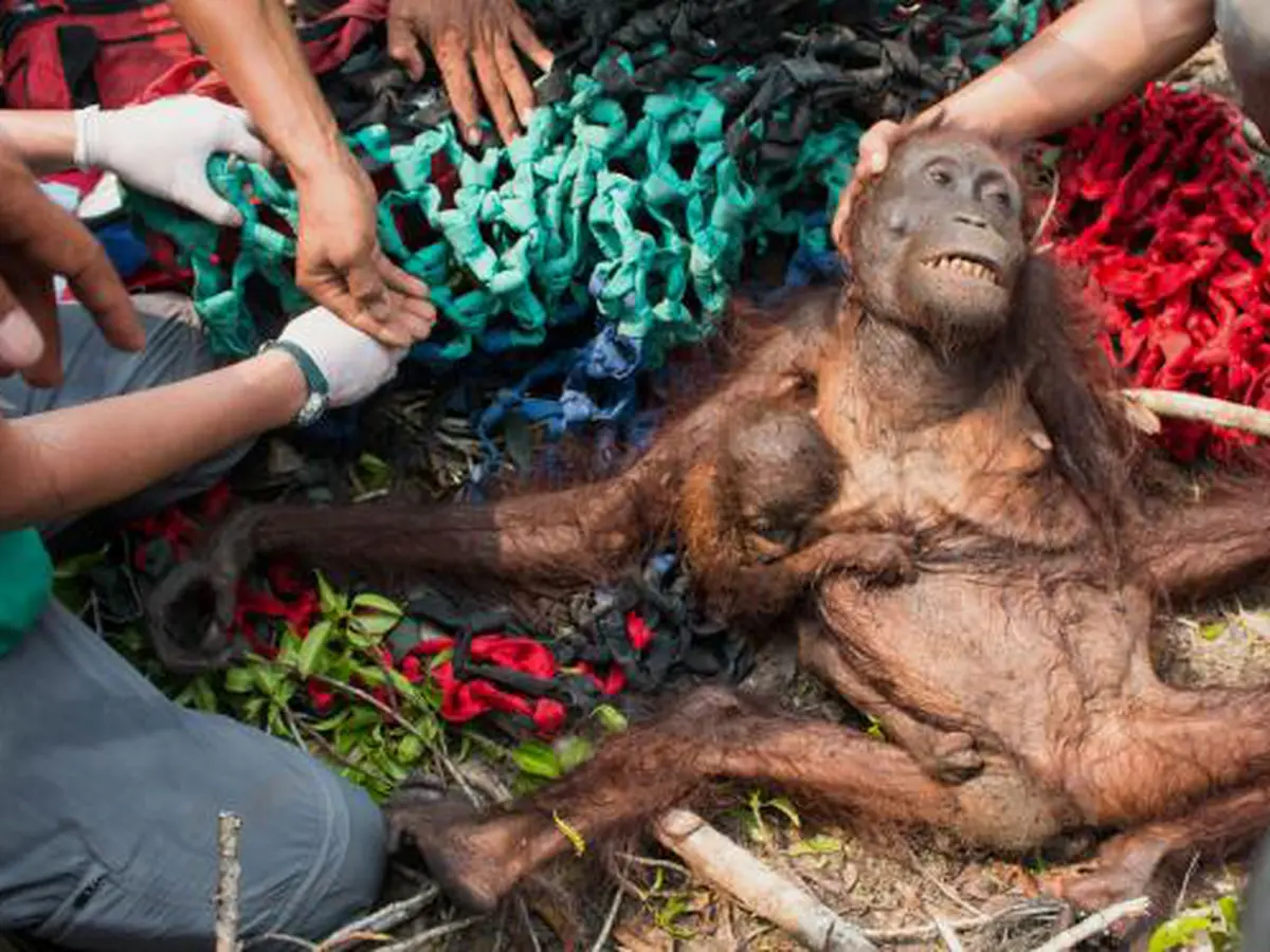 Tragis! Orangutan di Kalimantan, Gizi Buruk dan Dibenci Penduduk -  Lifestyle Fimela.com