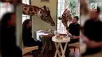 Bosan makan dengan konsep yang biasa? Coba datangi resoran di Kenya ini. Anda bisa makan bersama dengan jerapah liar.