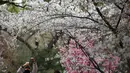 Pengunjung mengambil gambar bunga sakura selama festival musim semi di Taman Yuyuantan, Beijing, China, Sabtu (30/3). (AP Photo/Andy Wong)