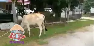 Menjelang Idul Adha, Begini Cara Menjatuhkan Hewan Kurban