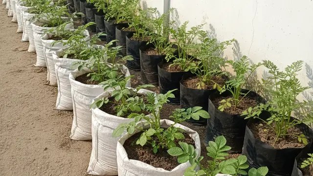 Ide Kebun Mini Produktif Tapi Minim Perawatan.