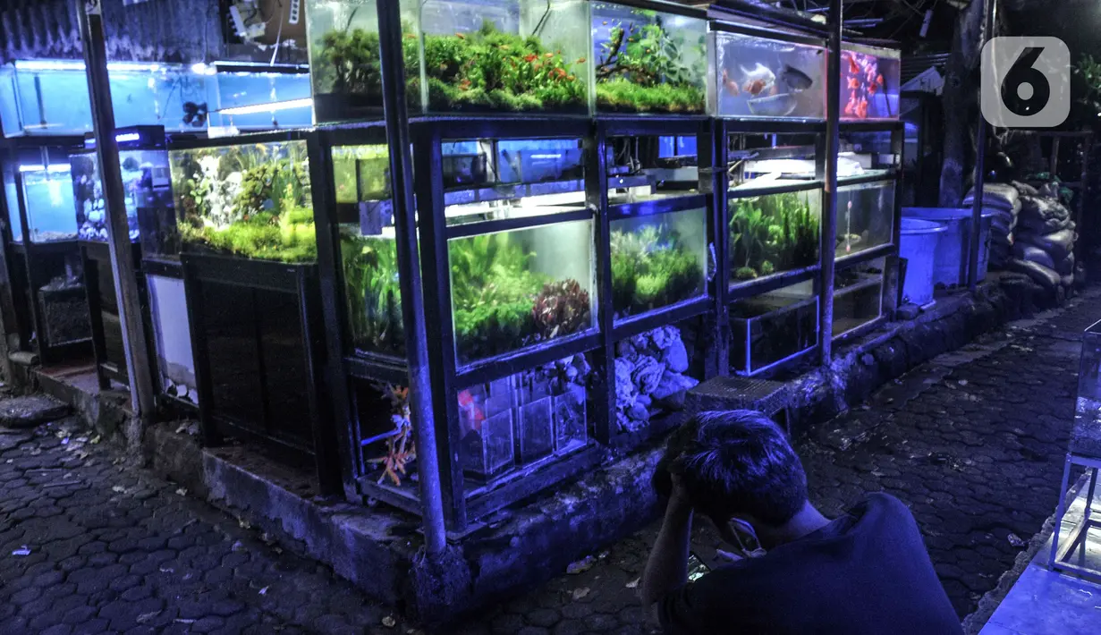 Pedagang bermain samrtphone saat menunggu pembeli di kios Pasar Ikan Hias Sumenep, Jakarta, Minggu (14/11/2021).  KKP meminta para pedagang hewan peliharaan yang selama ini berjualan di sosial media seperti Facebok dan Instagram untuk beralih ke platform lain. (merdeka.com/Iqbal S. Nugroho)