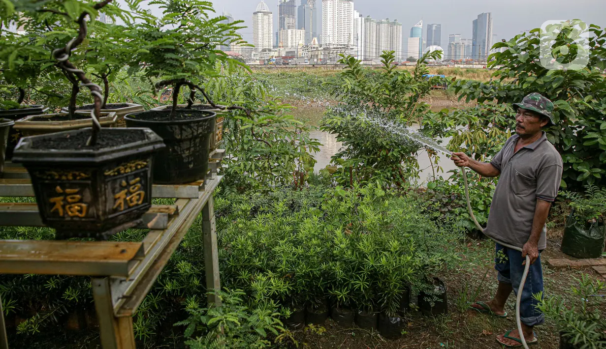 Petani menyiram tanaman di bantaran Kali Ciliwung, Petamburan, Jakarta Pusat, Senin (24/5/2021). Pemanfaatan lahan bantaran Kali Ciliwung untuk bertani bersama dilakukan sebagai upaya memenuhi kebutuhan hidup di tengah keterbatasan lahan. (Liputan6.com/Faizal Fanani)
