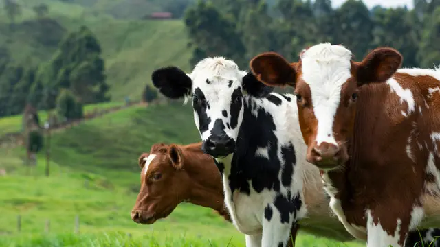 Ilustrasi sapi