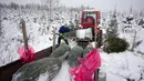 Pohon Natal mulai bermunculan di Eropa Tengah dan negara-negara Baltik, termasuk Estonia, sejak abad pertengahan dan kini telah menjadi tradisi di sebagian besar dunia. (AP Photo/Pavel Golovkin)
