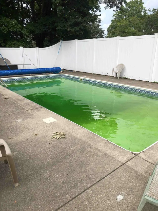 7 Potret Apes Orang Main di Kolam Renang Ini Bikin Geleng Kepala