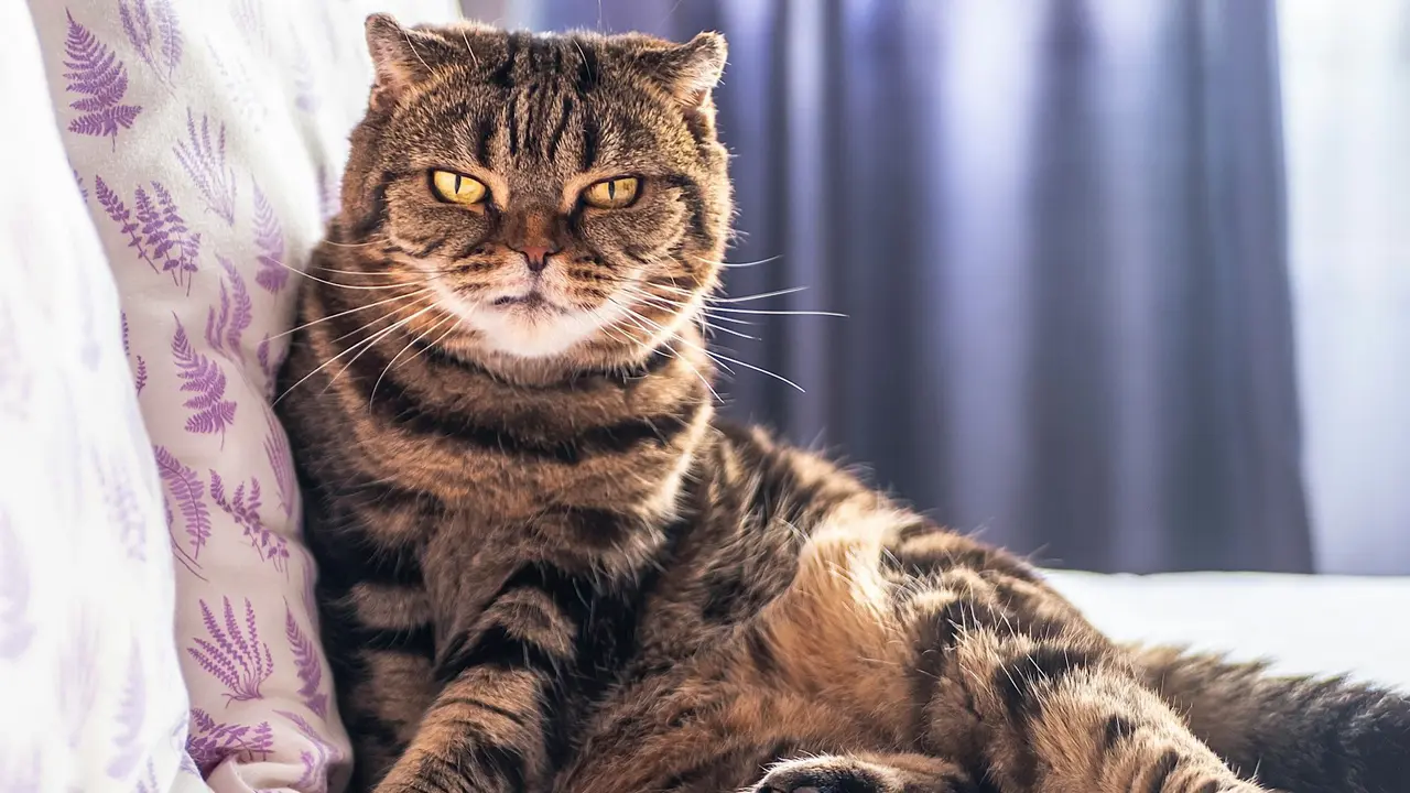 Scottish Fold