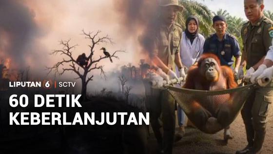 Akibat Kebakaran Hutan Satwa Langka Kehilangan Tempat Tinggal