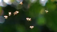 Penampakan di Foto Ini Bukti `Makhluk Mistis` Peri Nyata? 