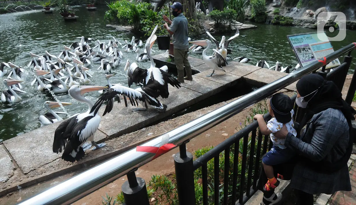 Pengunjung memberi makan burung di Taman Margasatwa Ragunan (TMR), Jakarta, Sabtu (23/10/2021). Mulai hari ini TMR ragunan dibuka untuk umum dengan menerapkan protokol kesehatan yang ketat. (merdeka.com/Arie Basuki)