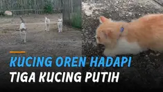 Ada-ada saja tingkah laku kucing-kucing ini saat berhadapan di jalan.