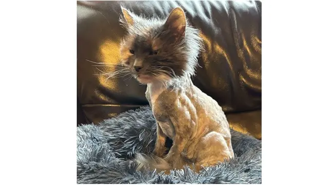 6 Potret Kucing Bulunya Dicukur, Penampilannya Bikin Kasihan tapi Lucu