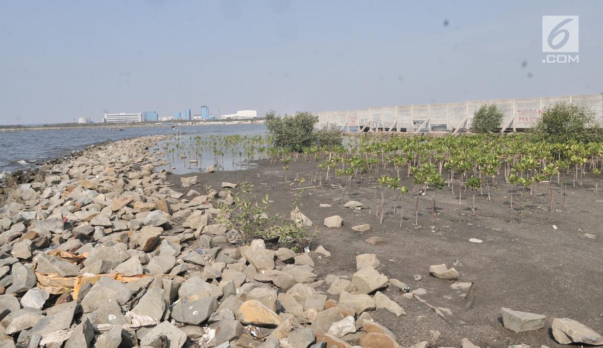 Kondisi hutan bakau di pesisir kawasan Marunda, Jakarta, Selasa (27/8/2019). Selain itu, data Global Forest Watch mencatat sejak 2001-2018 DKI Jakarta telah kehilangan tutupan hutan mencapai 24 hektare. (merdeka.com/Iqbal S. Nugroho)