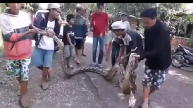 Petani Kakao Bone Lawan Sergapan Ular Piton Seorang Diri  