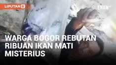 Ikan Mati Massal di Sungai Cikaniki Berbondong-bondong Diambili Warga
