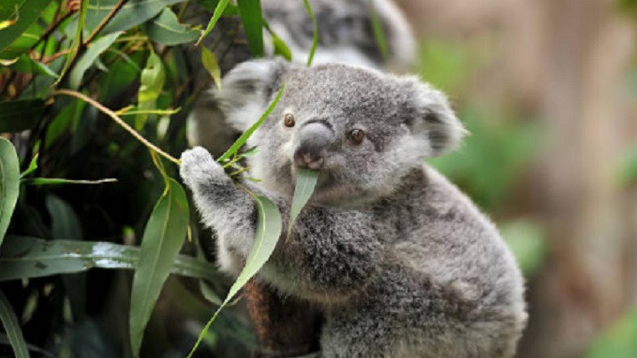Ilustrasi Koala (iStock)
