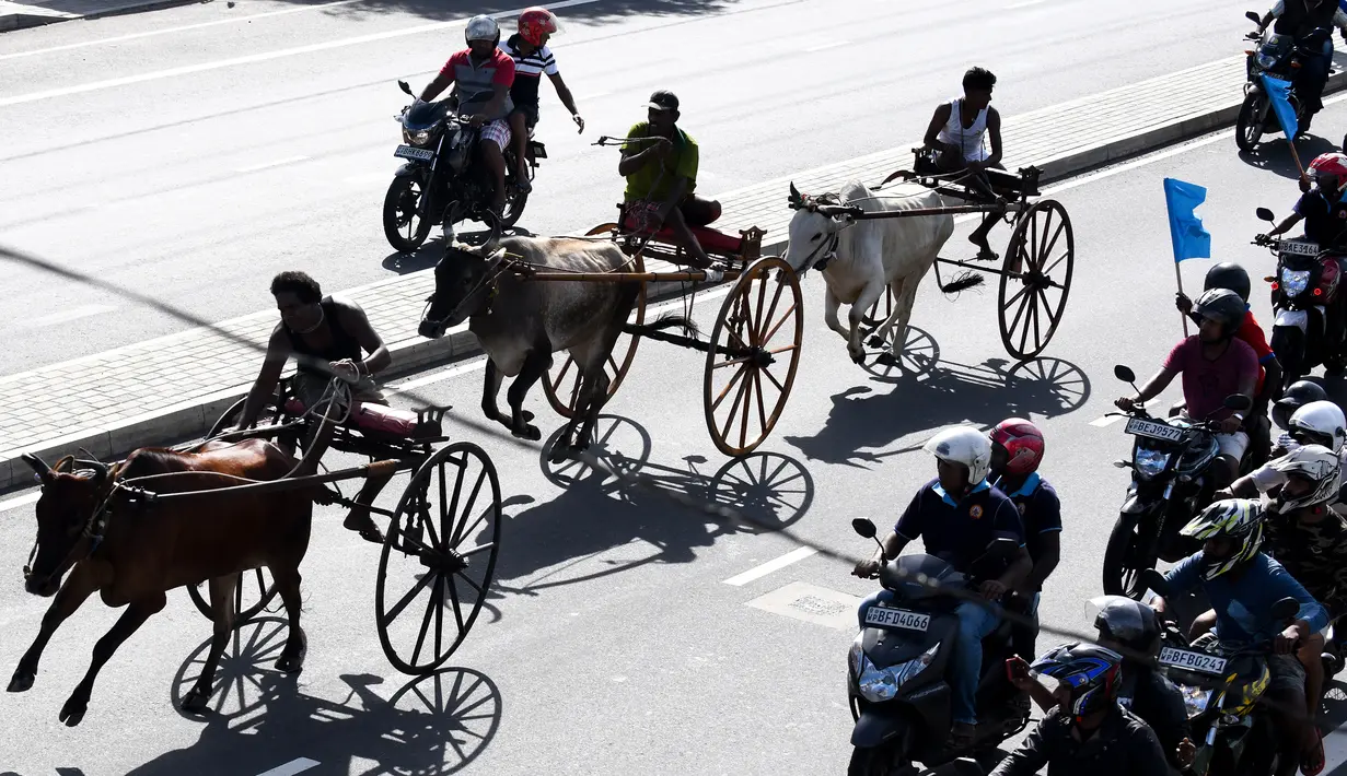 Para peserta memacu tunggangannya saat ambil bagian dalam perlombaan balap gerobak sapi di Kolombo, Sri Lanka, Sabtu (20/4). (LAKRUWAN WANNIARACHCHI/AFP)