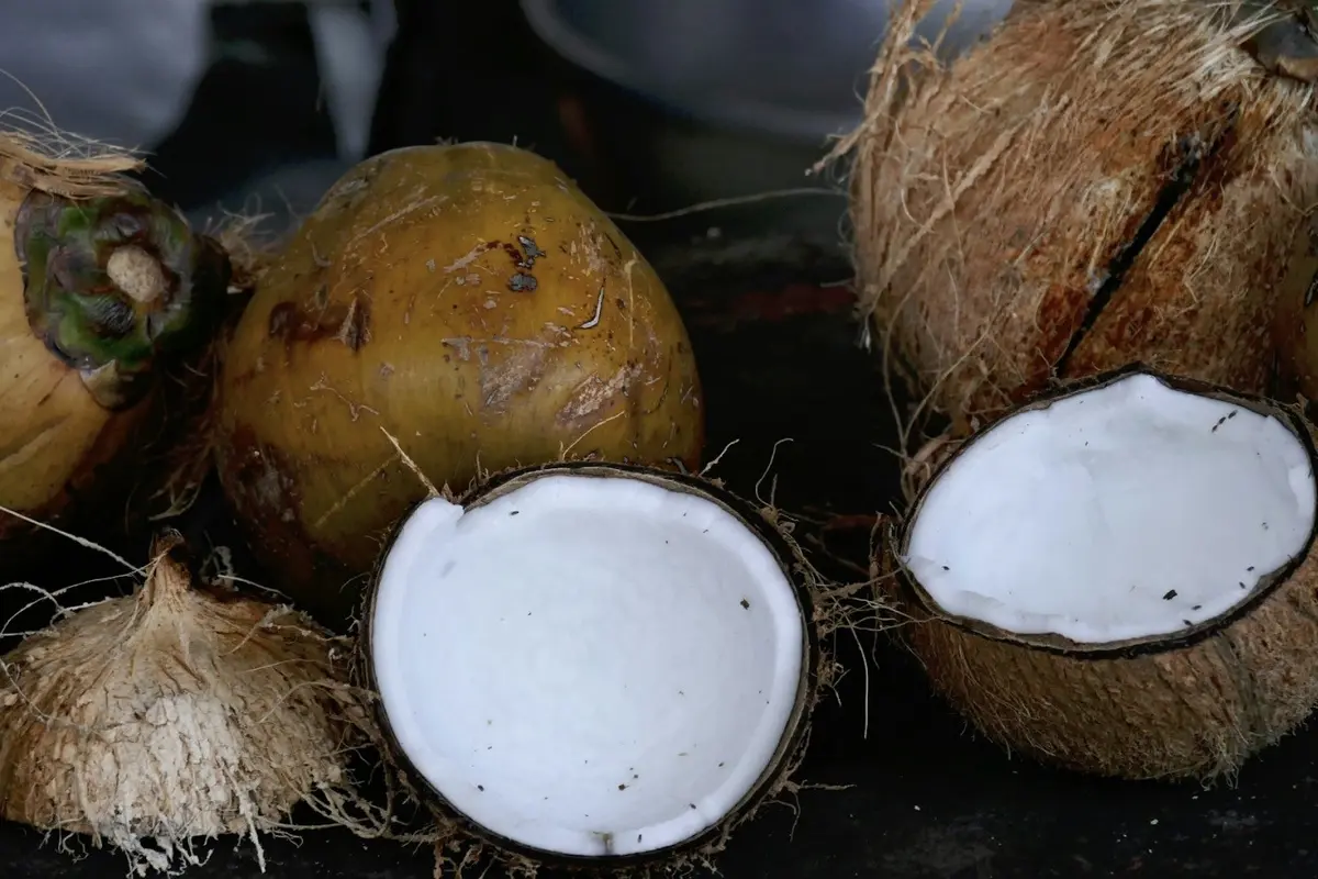 Ilustrasi kelapa, kelapa muda bakar