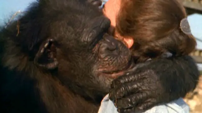 Setelah 25 tahun, Linda Koebner mengunjungi kawanan simpanse yang diselamatkannya dari laboratorium. Kawanan primata itu menyambutnya seperti terhadap sahabat lama. (Sumber Public Broadcasting Service)