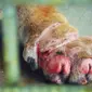 Luka kaki depan Inung Rio karena terjerat kawat babi mulai mengering. (Liputan6.com/Dok BBKSDA Riau/M Syukur)