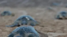 Penyu Olive Ridley bergerak untuk bertelur di Pantai Rushikulya, 140 Km di sebelah barat daya Bhubaneswar, negara bagian Odisha, India, Jumat (23/2). Olive Ridley salah satu dari lima spesies penyu laut yang menghuni perairan India. (ASIT KUMAR/AFP)