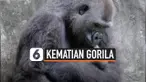 THUMBNAIL GORILA