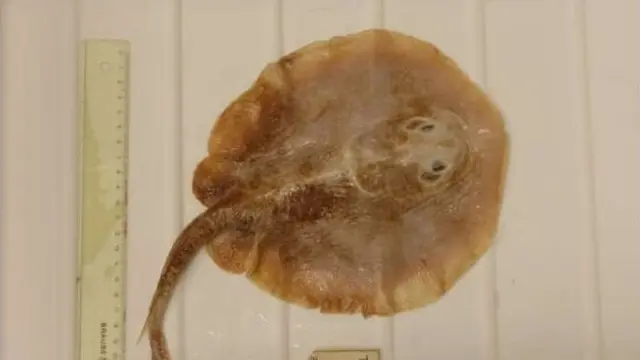 Ikan Pari Jawa Resmi Punah