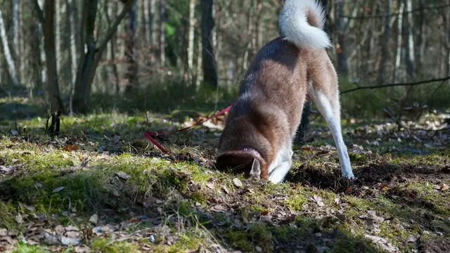 Dog Digging Hole