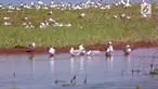 Kawanan burung camar berkepala hitam tiba di Dananu Hongjiannao untuk berkembang biak. Mereka berkembang biak pada bulan Mei hingga Juli