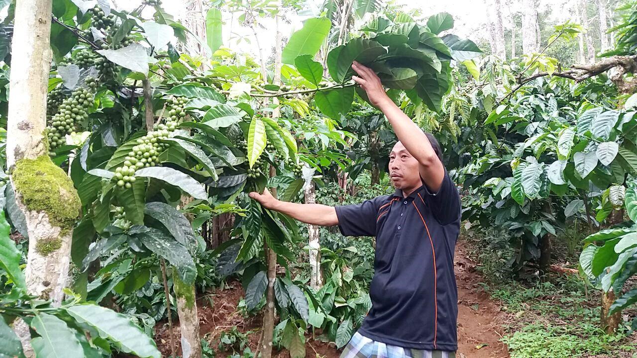 Menyambut pagi dengan memetik kopi Robusta Gondo Arum yang kini kondang seantero negeri. (Foto: Liputan6.com/Muhamad Ridlo)
