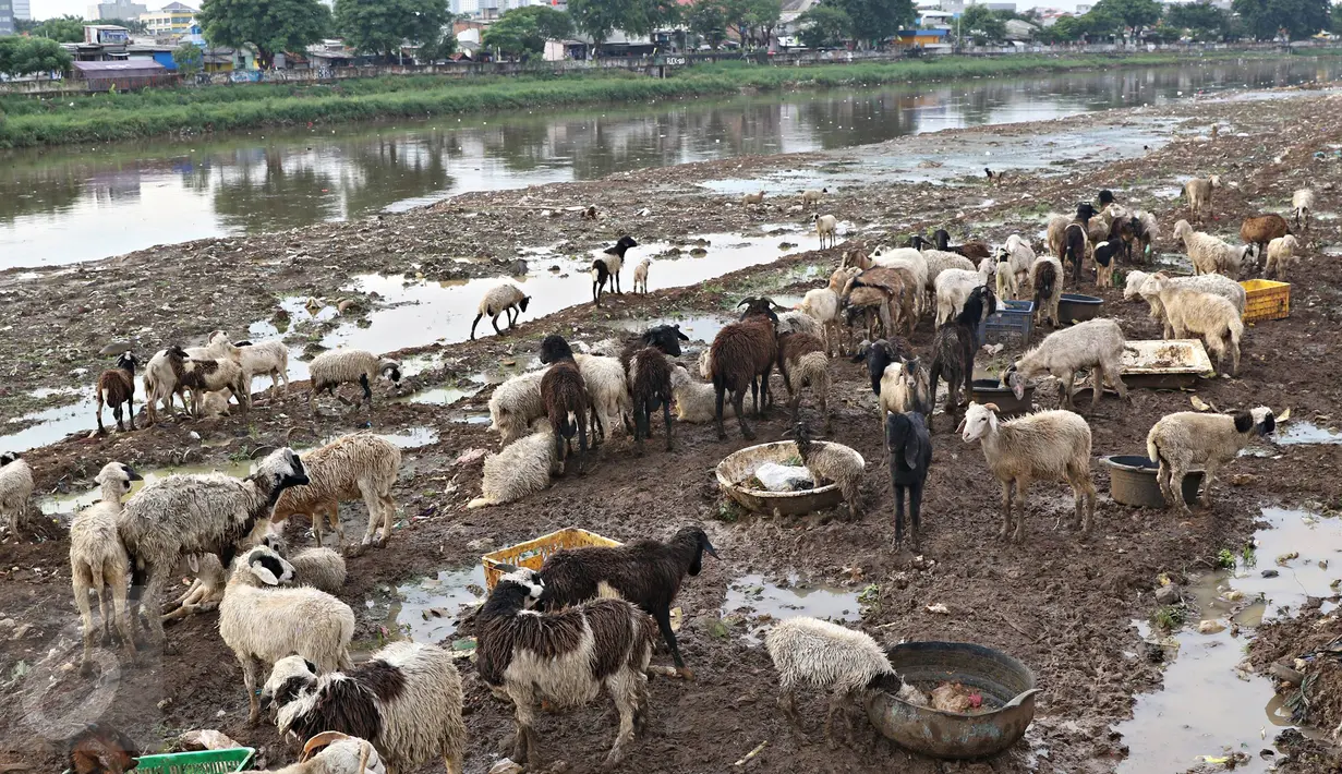 Puluhan kambing mencari makan di jalur inspeksi Kanal Banjir Barat, Jakarta, Rabu (17/2). Hal ini terjadi karena  terbatasnya ruang terbuka hijau di ibu Kota. (Liputan6.com/Immanuel Antonius)