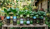 7 Jenis Sawi yang Paling Cocok Ditanam di Botol Bekas Air Mineral, Perawatan Mudah