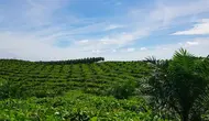 Hamparan kebun sawit yang masuk dalam program peremajaan sawit rakyat PTPN V. (Liputan6.com/M Syukur)