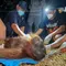 Upaya Menyelamatkan Orangutan Ira dari Dampak Karhutla