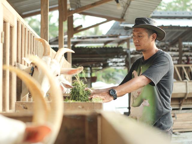 Mengintip Bisnis Ternak Kambing Di Cilacap Beromzet Miliaran Regional Liputan6 Com