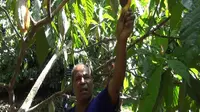 Buah kakao busuk di pohon. (Liputan6.com/Anri Syaiful)
