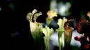 Tanaman kantong semar (pitcher plant) dipamerkan di Shanghai Botanical Garden, Shanghai, China, 11 Oktober 2020. Lebih dari 250 varietas tanaman pemakan serangga dipamerkan dalam Pameran Tanaman Pemakan Serangga ke-2. (Xinhua/Zhang Jiansong)