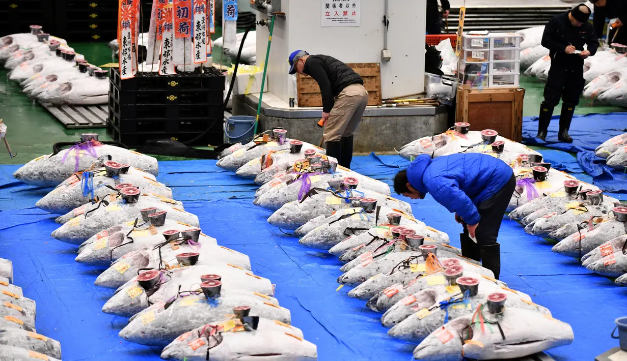 Pedagang grosir memeriksa kualitas tuna beku menjelang tradisi lelang Tahun Baru di Pasar ikan Toyosu, Tokyo, Minggu (5/1/2020). Lelang terbesar ini digelar pertama usai Tahun Baru, di mana pembeli dari toko grosir hingga taipan sushi akan datang untuk mencari ikan terbaik. (Kazuhiro NOGI / AFP)