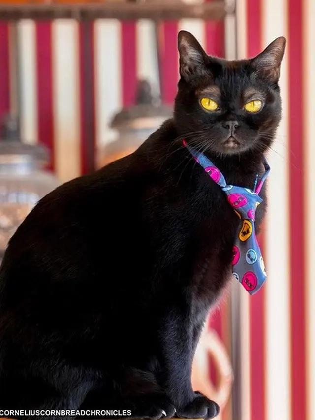 kucing memiliki alis