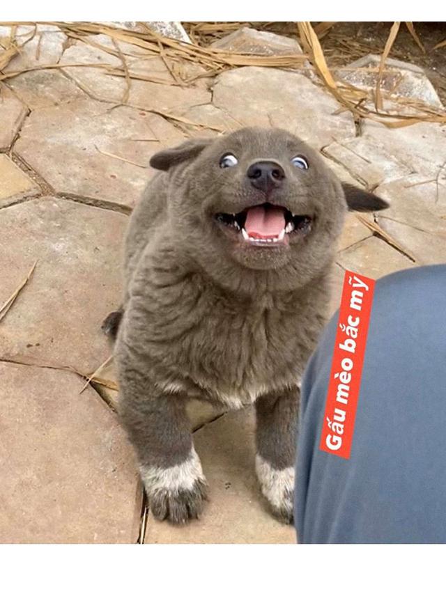 Viral, 7 Ekspresi Konyol Anjing Ini Sukses Bikin Gemas Netizen