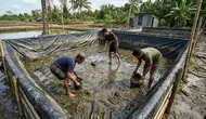 7 Cara Membersihkan Kolam Lele Terpal yang Licin dan Berlendir Sebelum Dipakai Lagi